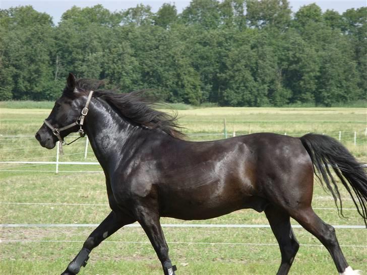Anden særlig race Lightning R.I.P :'( - SMUKKE dreng  billede 3