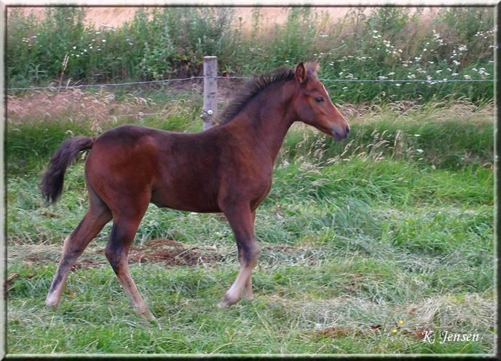 New Forest Halkærs First-Pride - Pride (:  billede 1