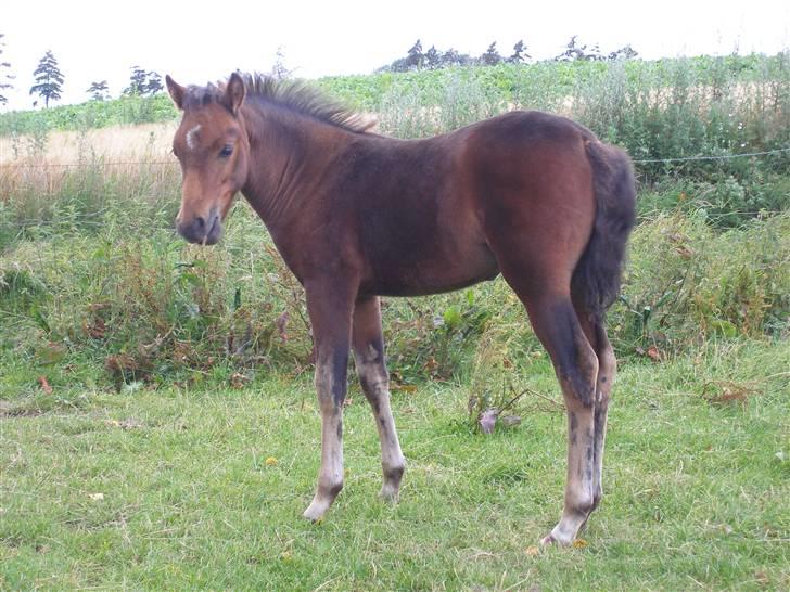 New Forest Halkærs First-Pride billede 2