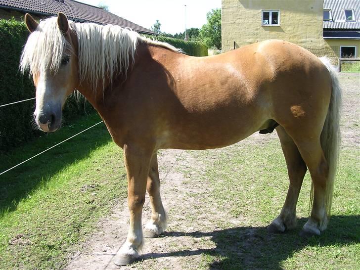 Haflinger starut. - INGEN AF MINE BILLEDER MÅ BRUGES PÅ ANDRE SIDER ELLER KOPIERES ! billede 6