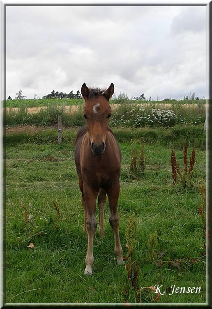 New Forest Halkærs First-Pride billede 3