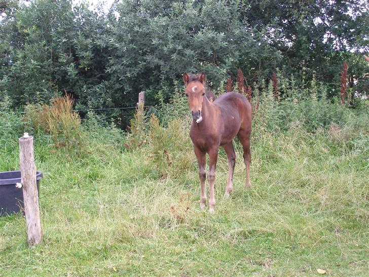 New Forest Halkærs First-Pride billede 4