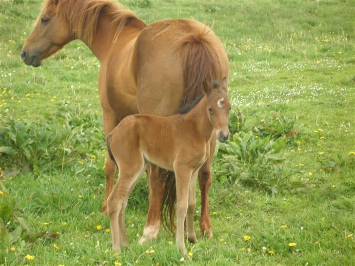 New Forest Halkærs First-Pride billede 5