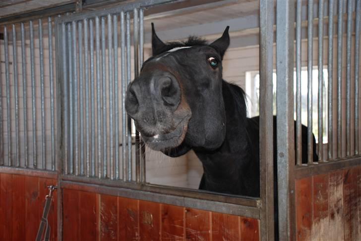 Oldenborg Salina - Salina siger "Kys mig" billede 7