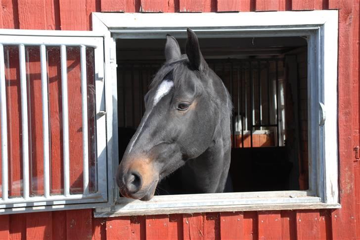 Oldenborg Salina - Salina kigger ud af vinduet billede 8
