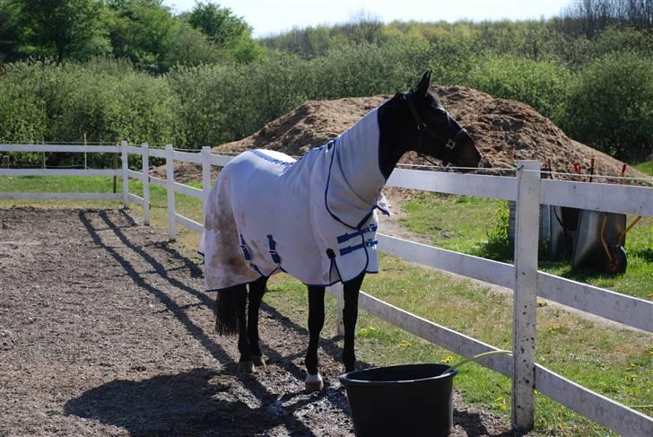 Oldenborg Salina - Salina har self lige lagt sig i en lort med sit hvide flue-dækken :S billede 9