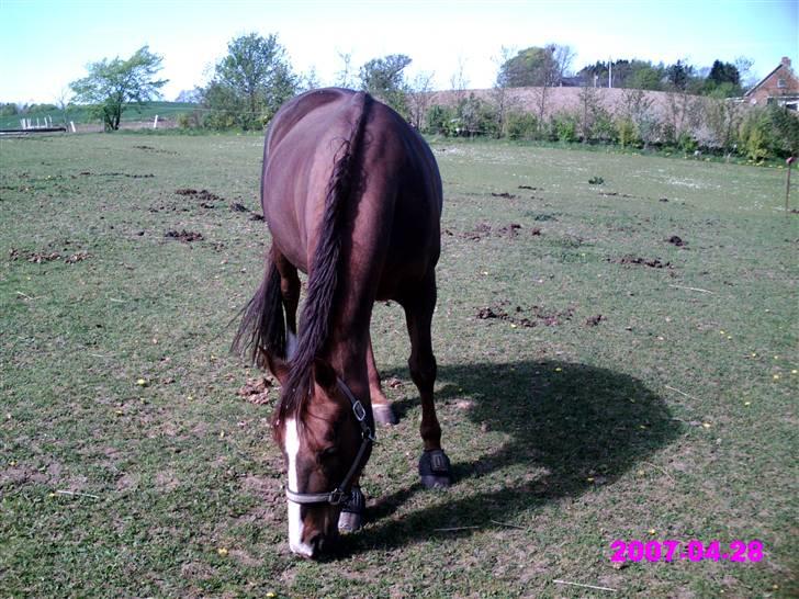 Hannoveraner Frau Split billede 2