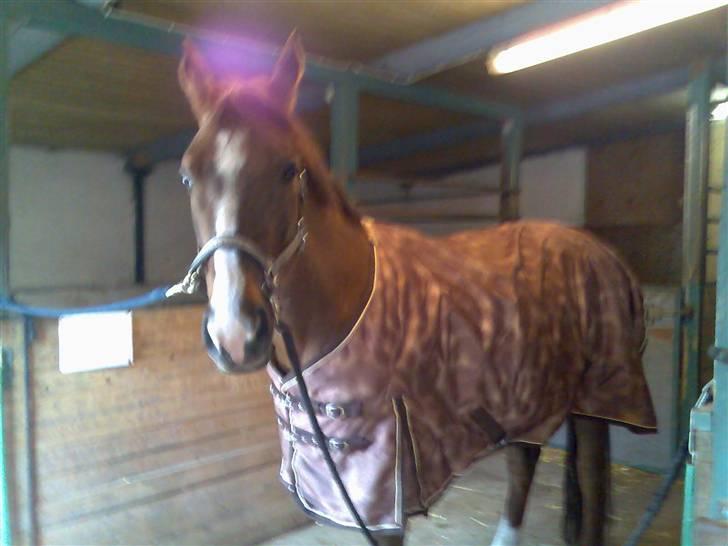 Hannoveraner Frau Split billede 3