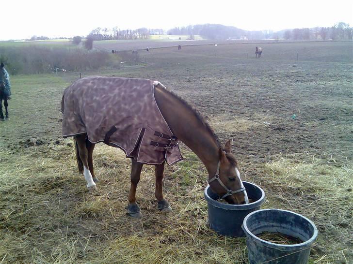 Hannoveraner Frau Split billede 4