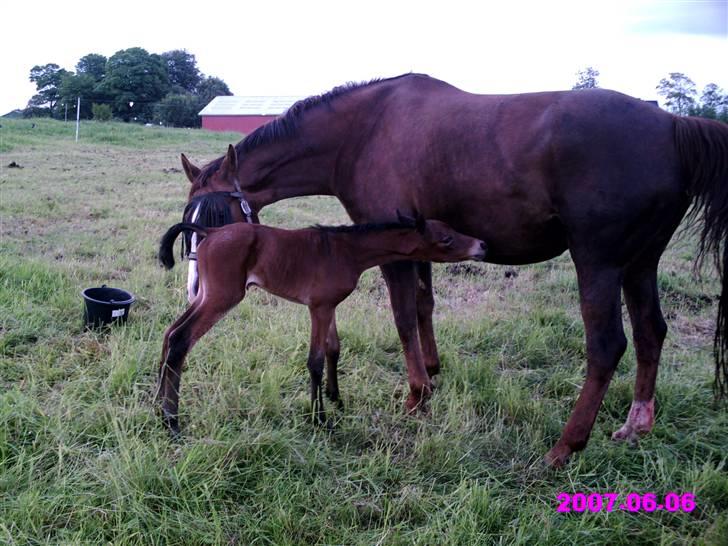 Hannoveraner Frau Split billede 5