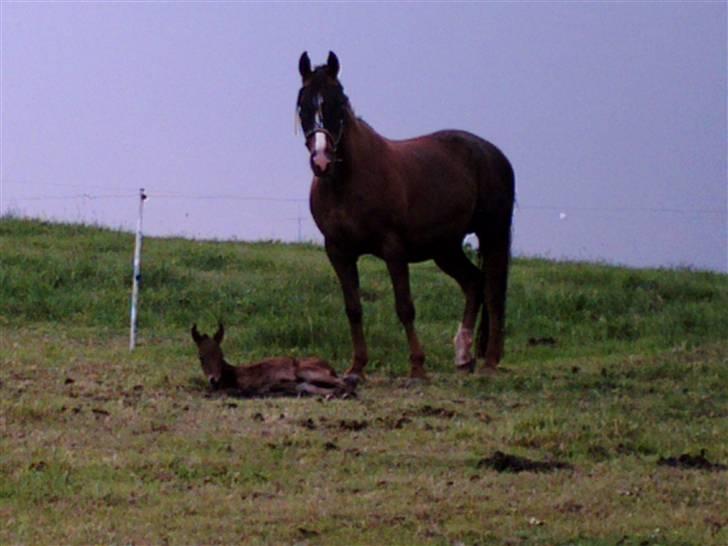 Hannoveraner Frau Split billede 6