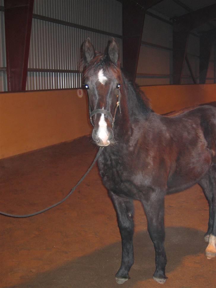Oldenborg Vibegaardens Comet - Har desværre nyere billeder af ham, men det kommer. her er han kun 1  billede 1