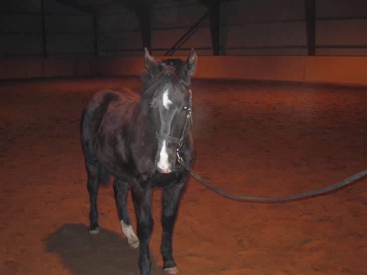 Oldenborg Vibegaardens Comet billede 2