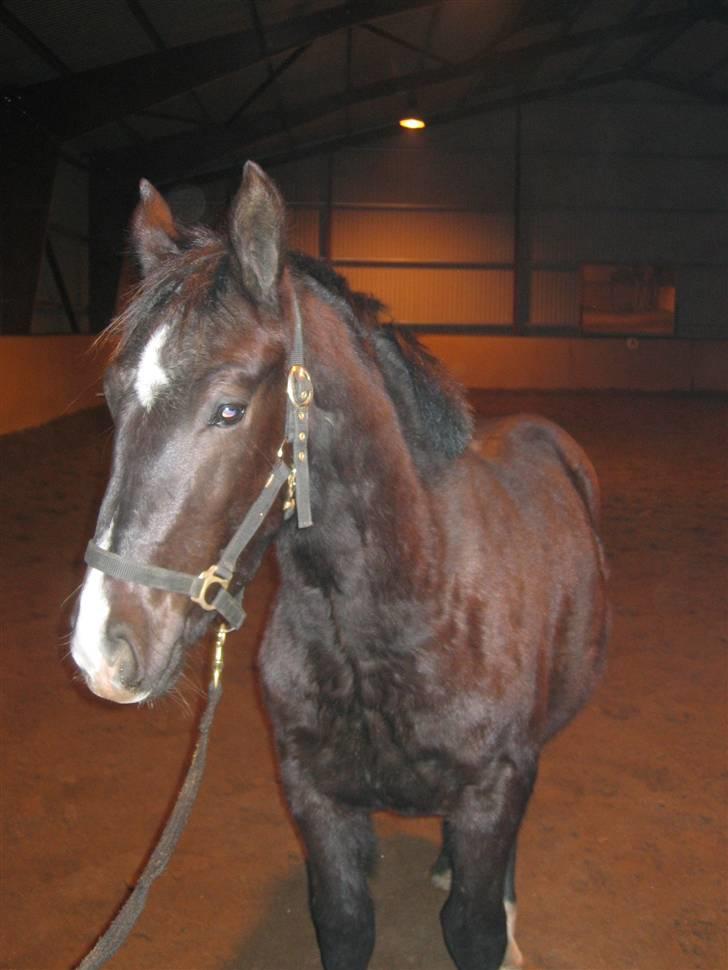 Oldenborg Vibegaardens Comet billede 3