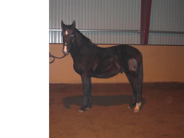 Oldenborg Vibegaardens Comet billede 4