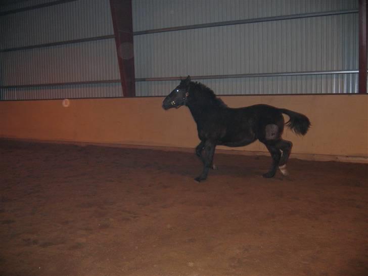 Oldenborg Vibegaardens Comet billede 5