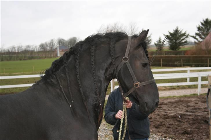 Frieser Dirk Jan K. STER - Dejlig forårsdag.. Lidt sandet i hovedet, efter en trille-tur... billede 16