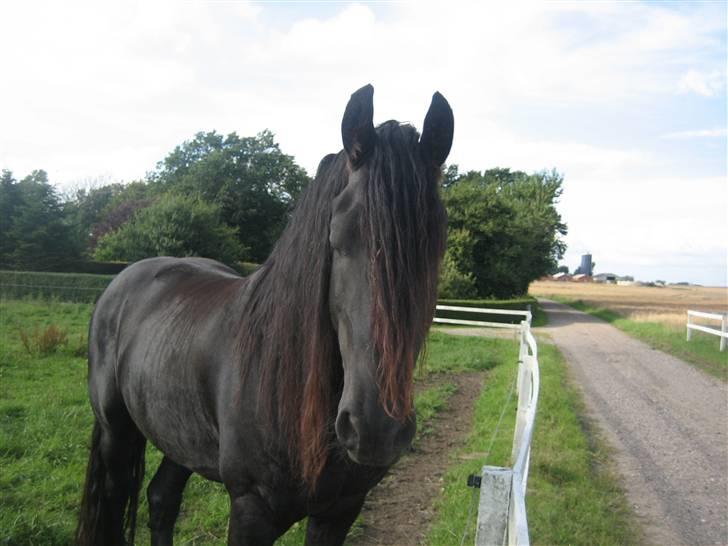 Frieser Dirk Jan K. STER - Træt, en sommeraften... billede 17