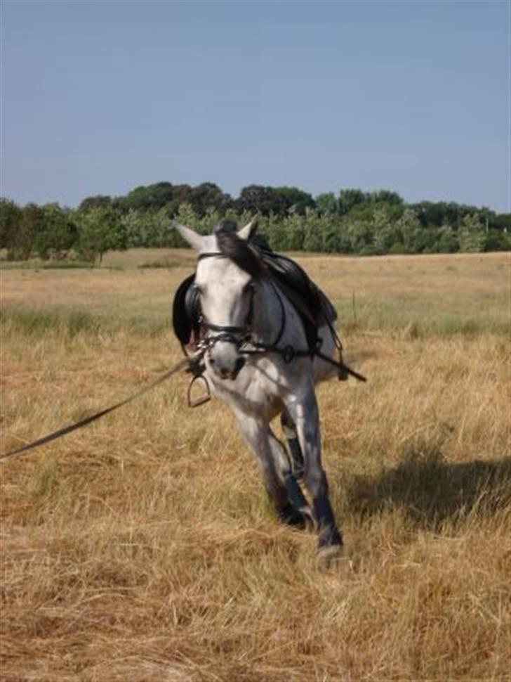 Anden særlig race Teilmandsmindes Sharocko†14.05.2012† billede 16