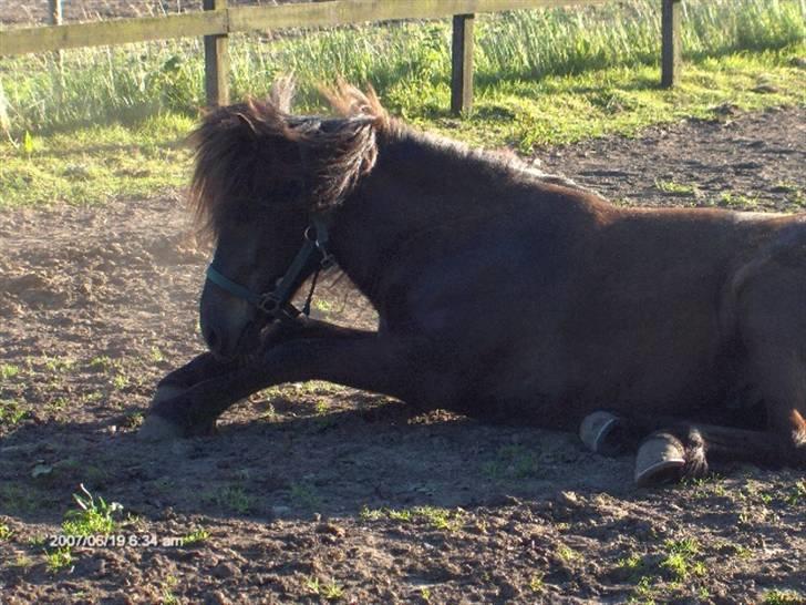 Islænder Kjarkur f. Kattinge - Kjarkyur ruller sig billede 1