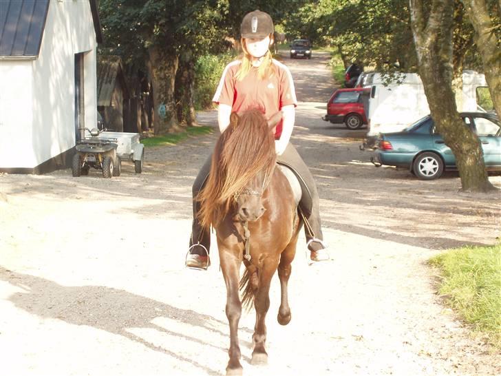 Islænder Kjarkur f. Kattinge - Kjarkur og jeg i skridt, lige da jeg havde fået ham billede 2