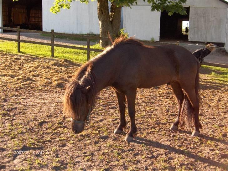 Islænder Kjarkur f. Kattinge - Kjarkur på fold. billede 3