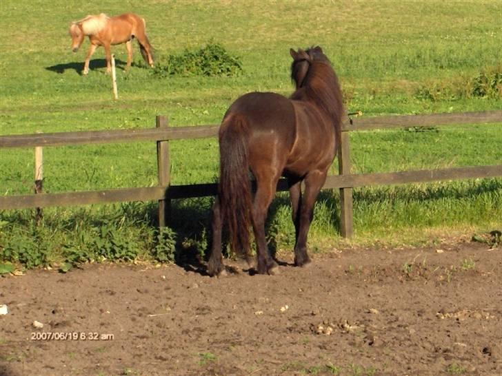 Islænder Kjarkur f. Kattinge - Det er nogle meget tiltrækkende hopper på den anden side af hegnet! ;P billede 4
