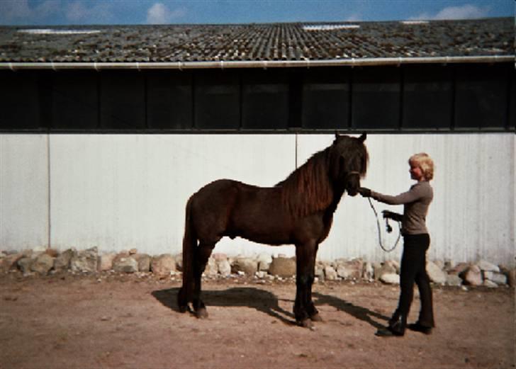 Islænder Kjarkur f. Kattinge - Kjarkur stillet op, der er han stadig hingst.  billede 5