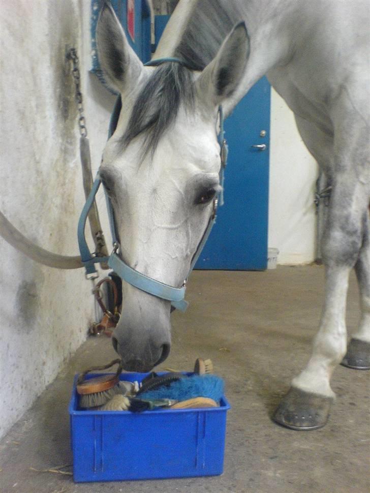 Dansk Varmblod AM´s Toscana (solgt) <3 - Nej hvad er dog det, Det tjekker jeg lige efter. :) nysgerig Hest billede 10