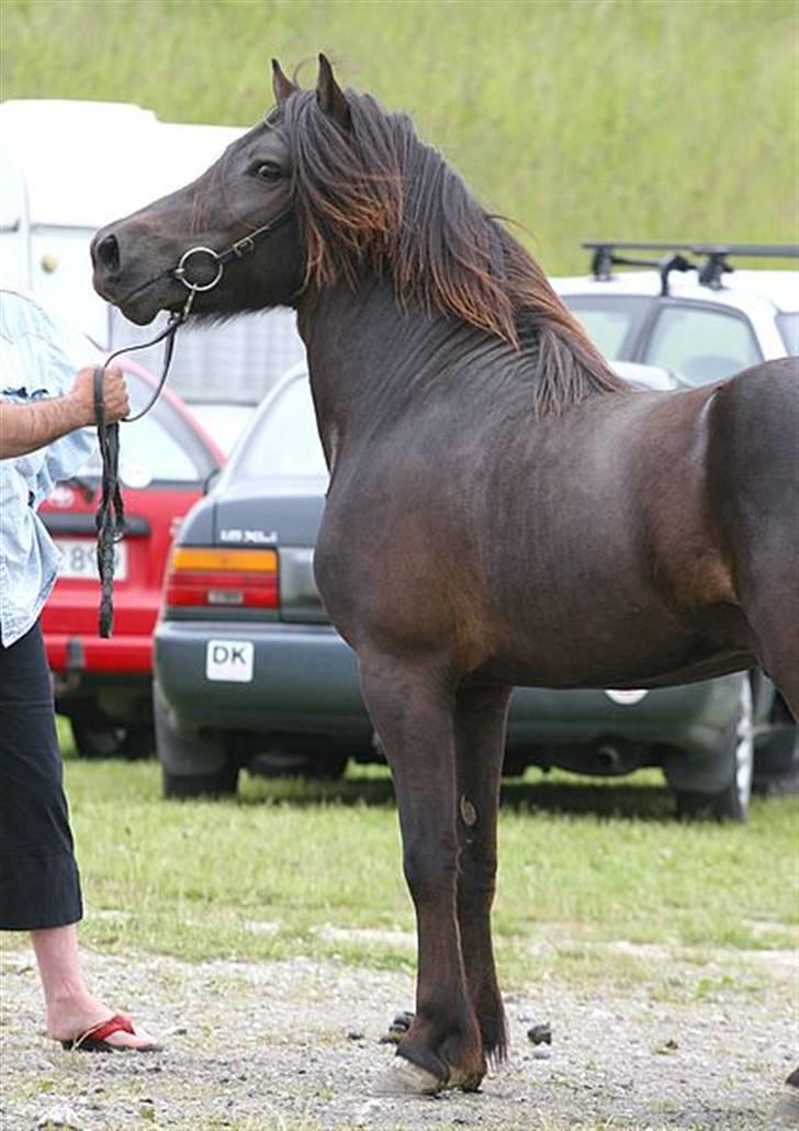 Islænder Kjarkur f. Kattinge - Det er fra Kåring på hedeland hvor han fik total på 8.0 billede 6