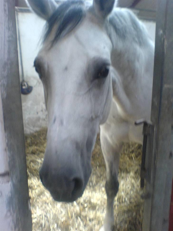 Dansk Varmblod AM´s Toscana (solgt) <3 - Uhhhh den der hvide dims, med masser skønhed og kærlighed bliver savnet dom bare fanden.<3 billede 11