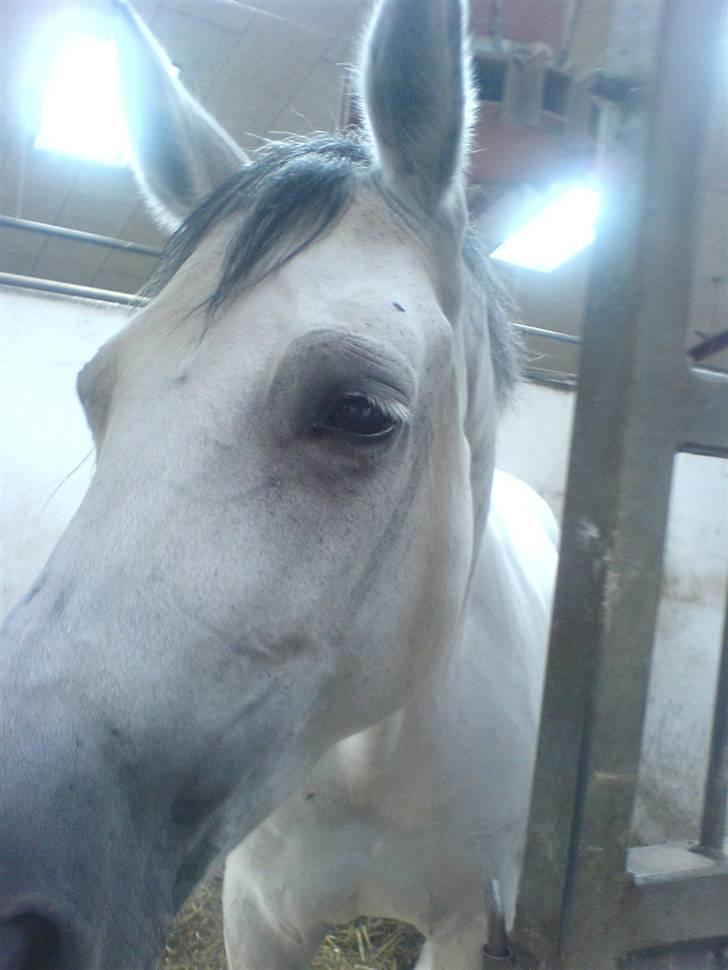 Dansk Varmblod AM´s Toscana (solgt) <3 - bebsen ser træt ud, efter fremvisning.  billede 12