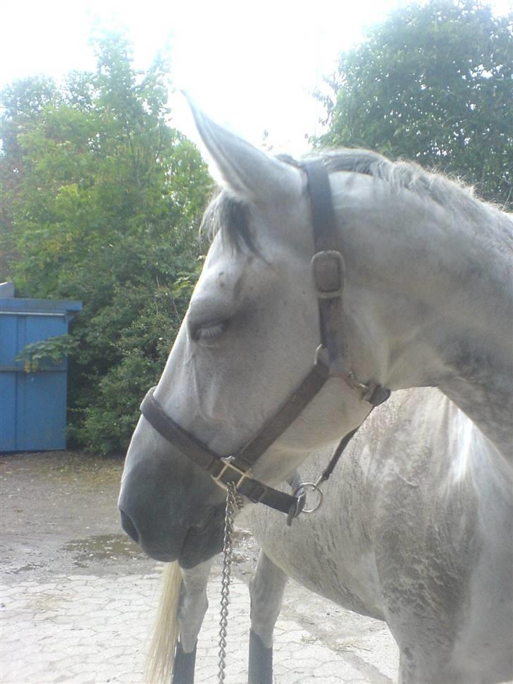 Dansk Varmblod AM´s Toscana (solgt) <3 - To dage før hun skulle af sted til sjælland, til den nye ejer. havde hun været på fold og hygge sig.<3 billede 13