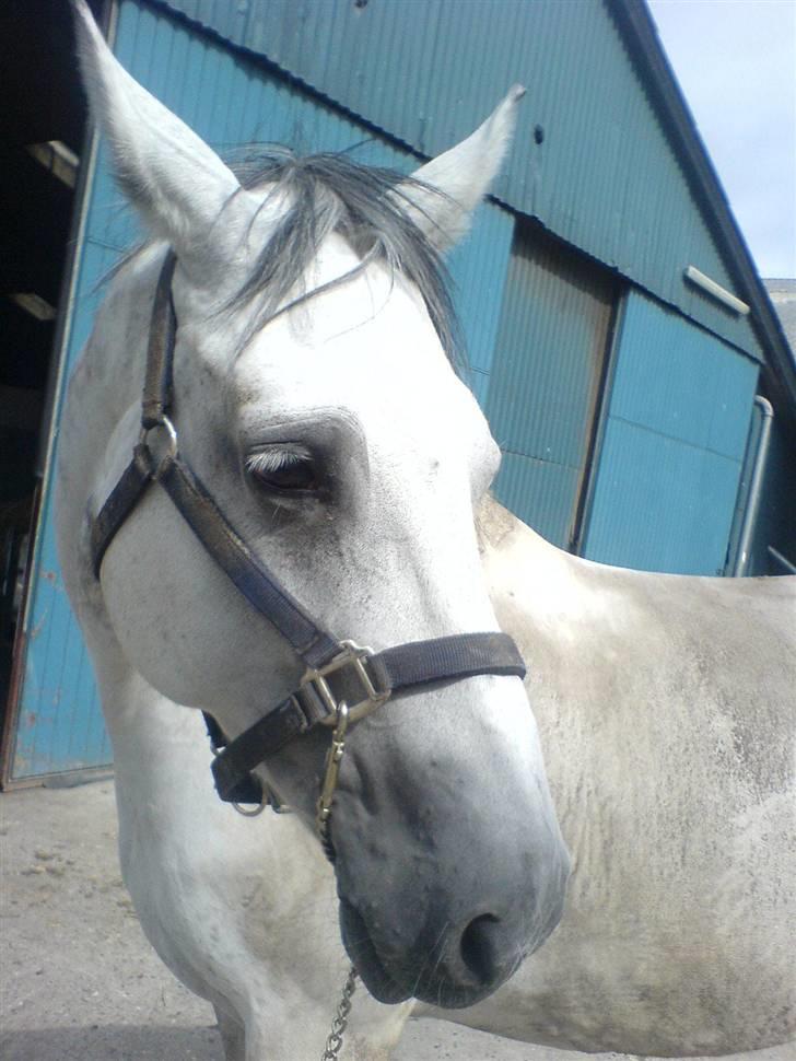 Dansk Varmblod AM´s Toscana (solgt) <3 - Hun er lige været på fold, og givet alt for at blive beskidt nok. :) bebsen  billede 14