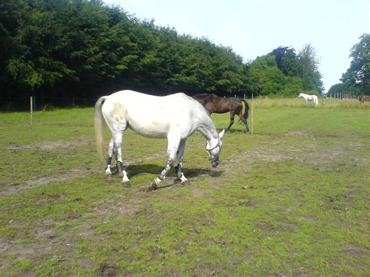 Dansk Varmblod AM´s Toscana (solgt) <3 - Nej ikke der, Her er det rette sted :P hun skulle lige finde det perfekte sted at rulle sig. :) billede 15
