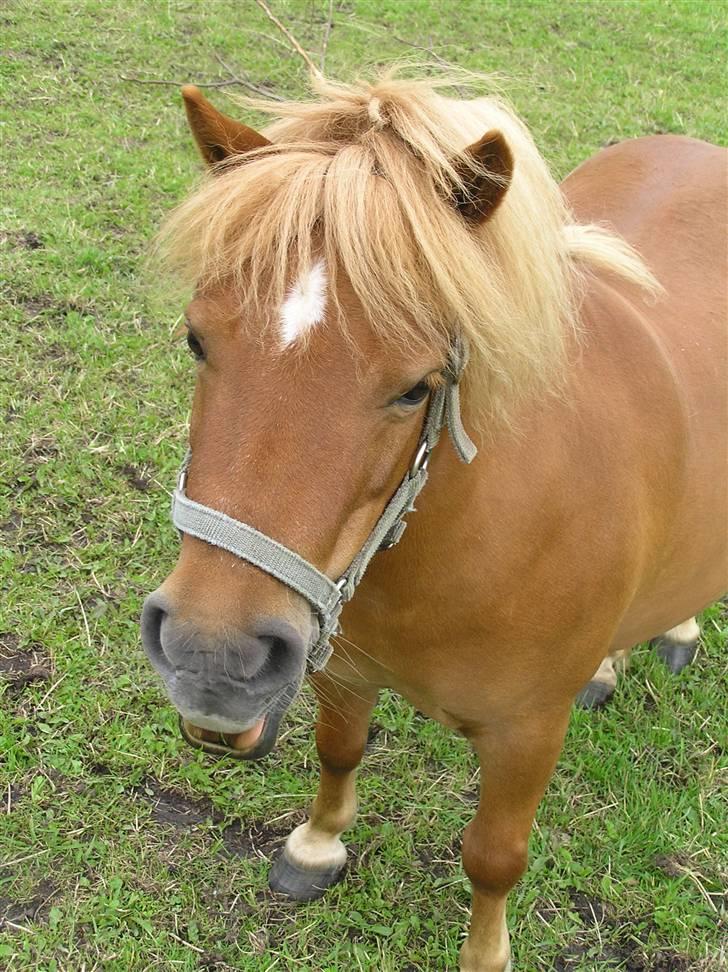 Shetlænder Becca R.I.P :'( - frække pony :P billede 18