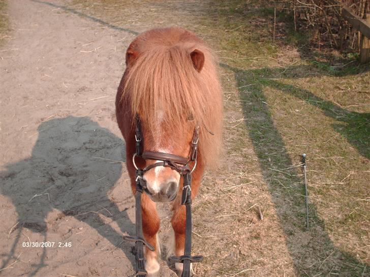 Shetlænder sussi har passet  billede 1