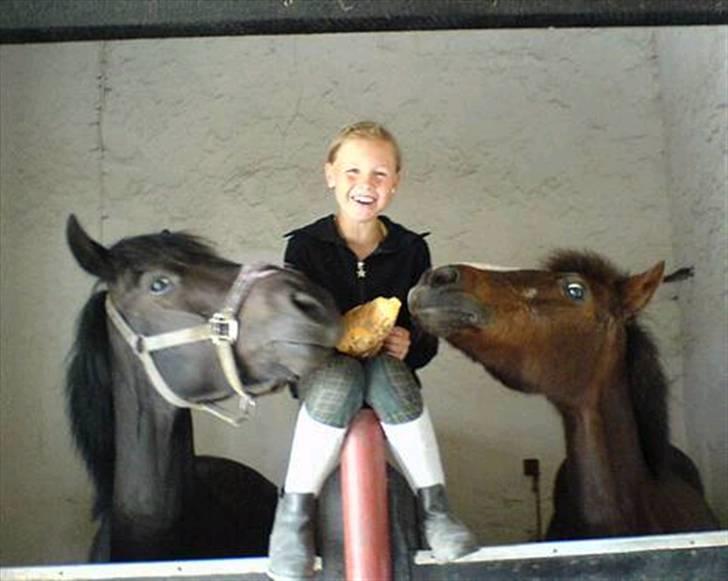 Anden særlig race Mimmi (solgt) - Mimmi leder efter sin sukkerroe, samme med Mathildes gamle pony Charlie. billede 7