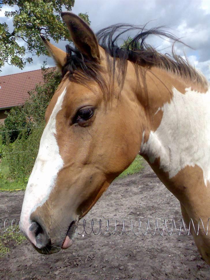 Anden særlig race Kashmir *Solgt* billede 9