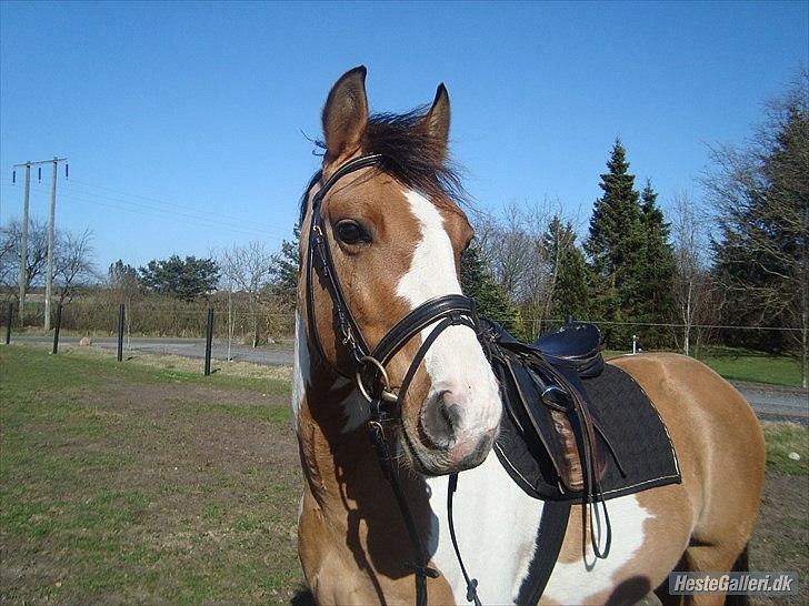 Anden særlig race Kashmir *Solgt* - April 2011 billede 10