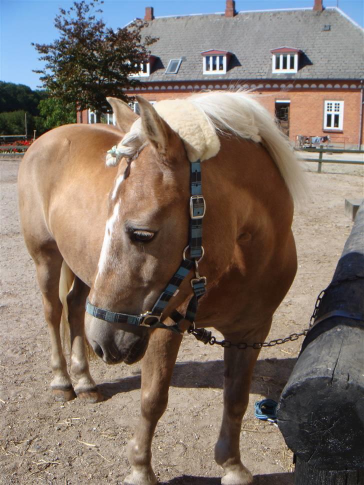 Haflinger 8930819 Ursula *R.I.P* - Jeg elsker dig! <3 billede 1