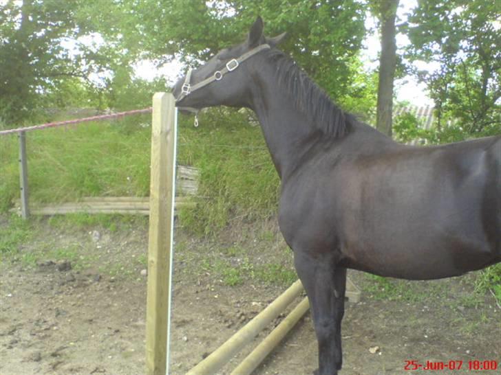 Oldenborg Guri (død) :( - en smule stædiq en gang i mellem :P billede 10