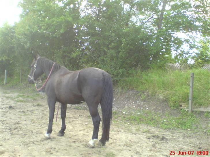 Oldenborg Guri (død) :( billede 11