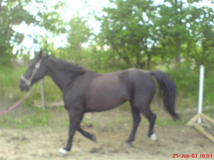 Oldenborg Guri (død) :( billede 12