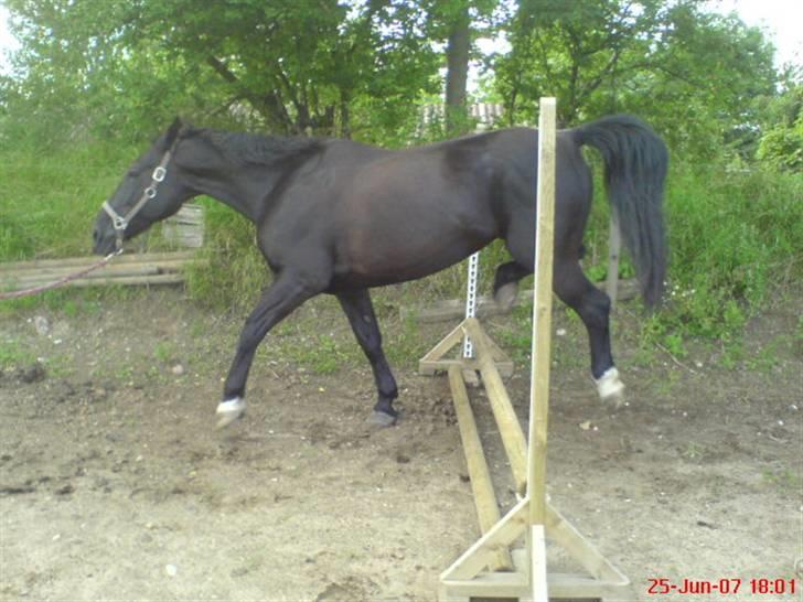 Oldenborg Guri (død) :( billede 13