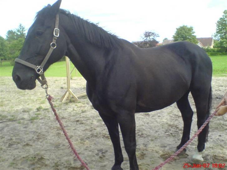 Oldenborg Guri (død) :( billede 14