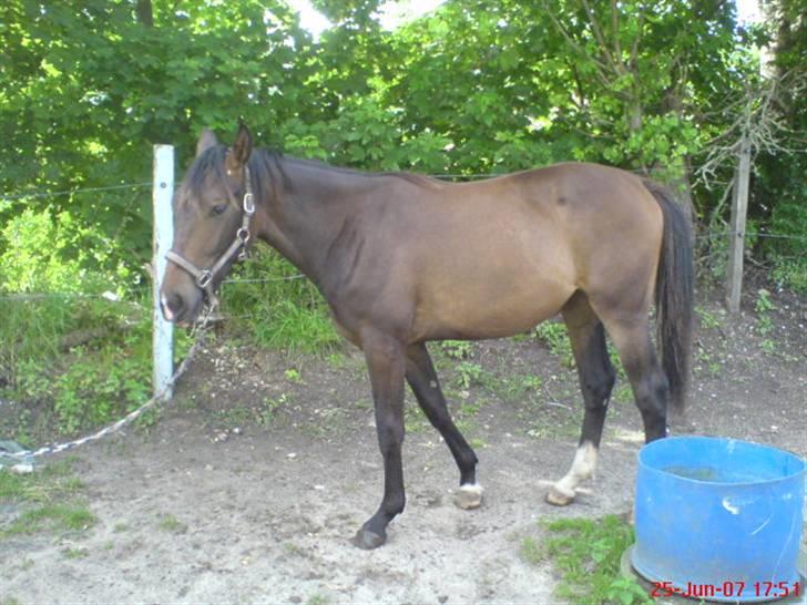 Anden særlig race Fari billede 5