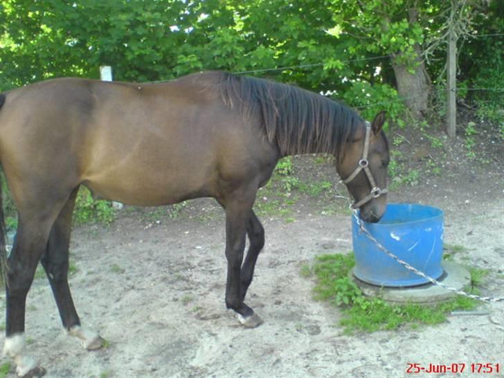 Anden særlig race Fari billede 6