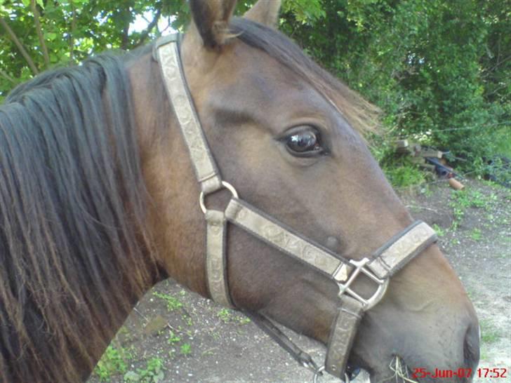 Anden særlig race Fari billede 7