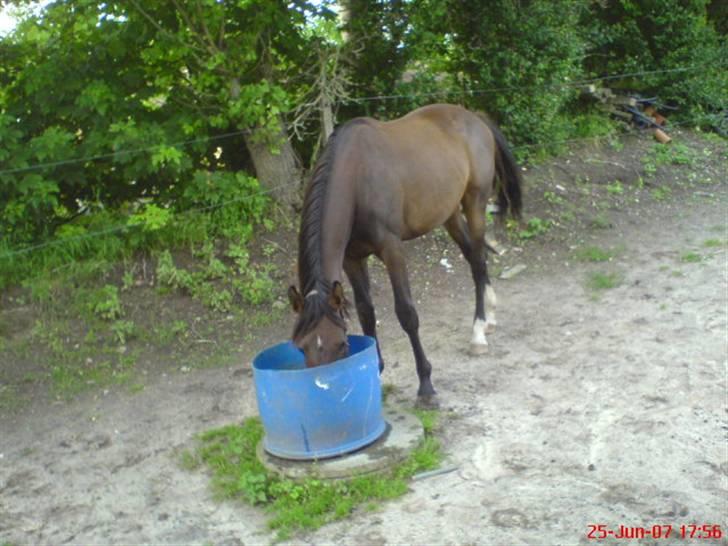 Anden særlig race Fari billede 8